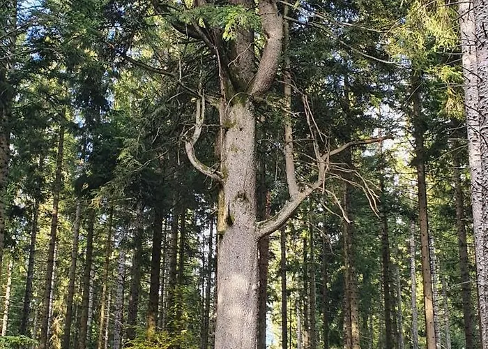 Apartment Haus Ludwig
